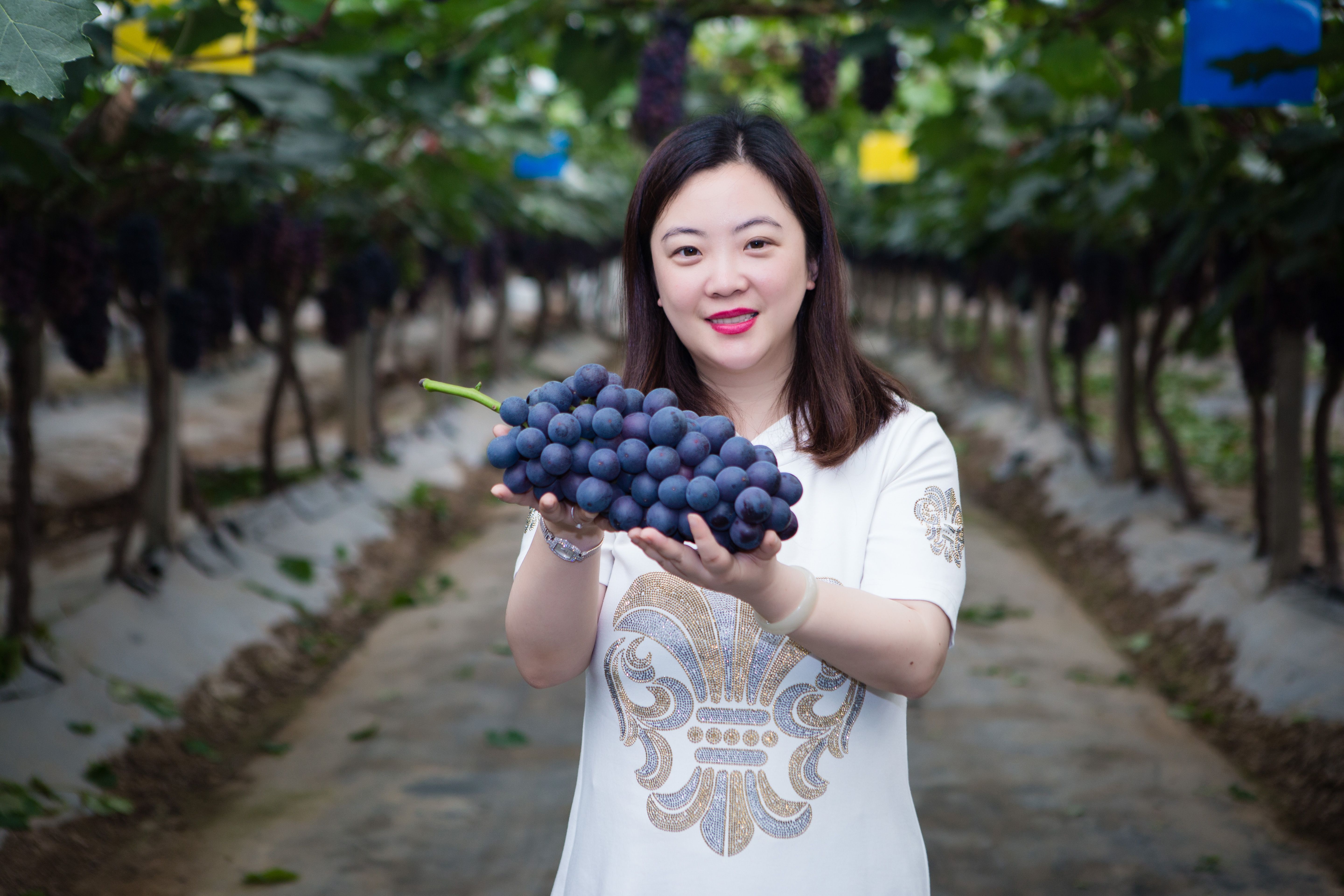 苏洪农业科技集团有限公司总经理曾嬿:昔日海归"果二代 如今振兴"领