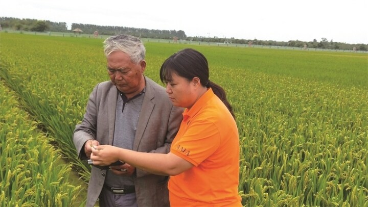韩瑜梅和父亲在试验田里观察苗情（资料照片）。