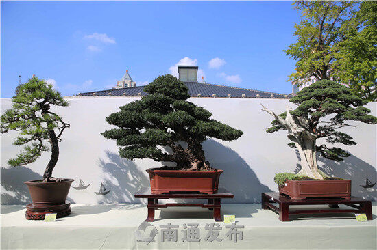 中国盆景艺术大师,中盆协副会长王如生师从著名如皋籍盆景大师花汉民