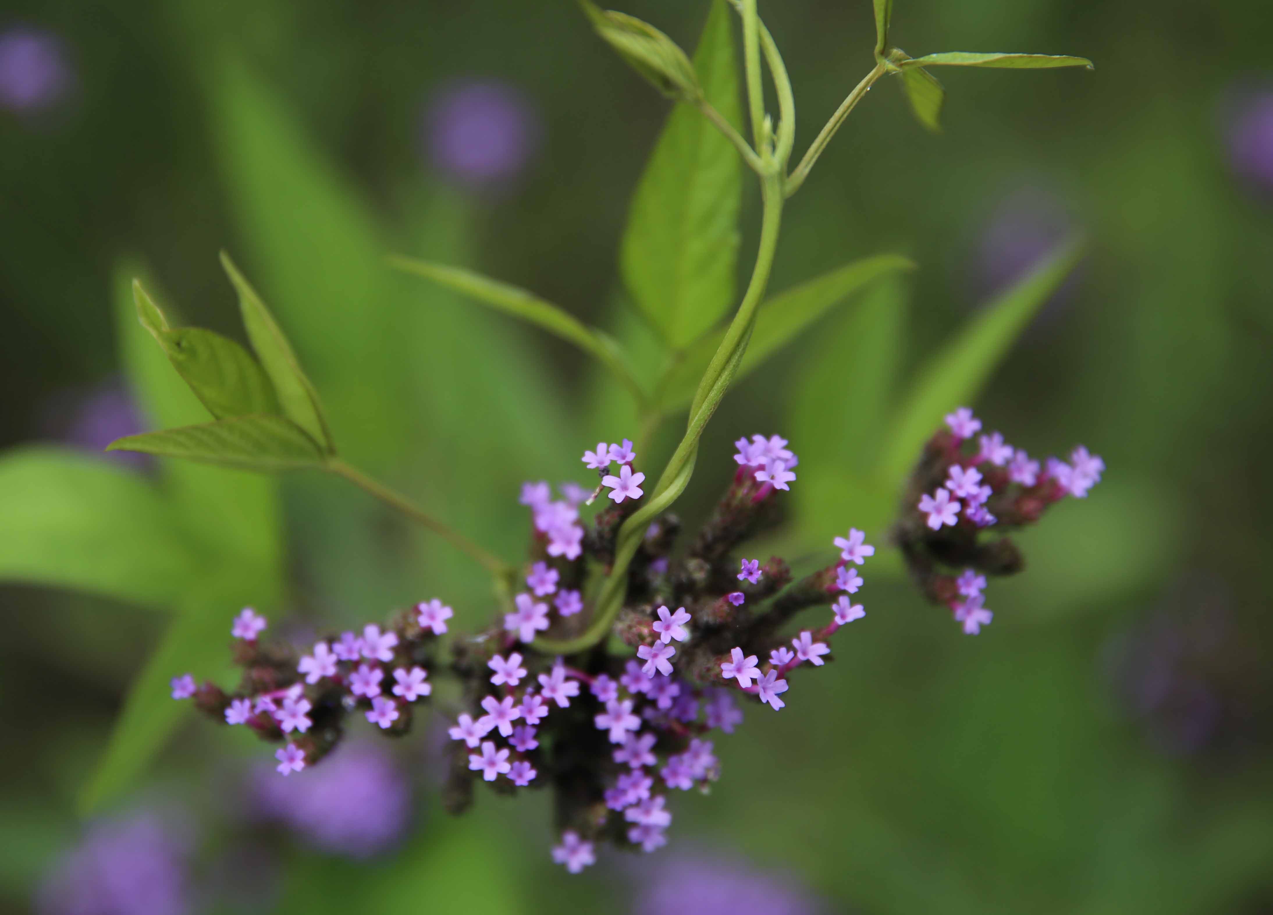 【美图欣赏】大暑花卉"微拍"|南通发布