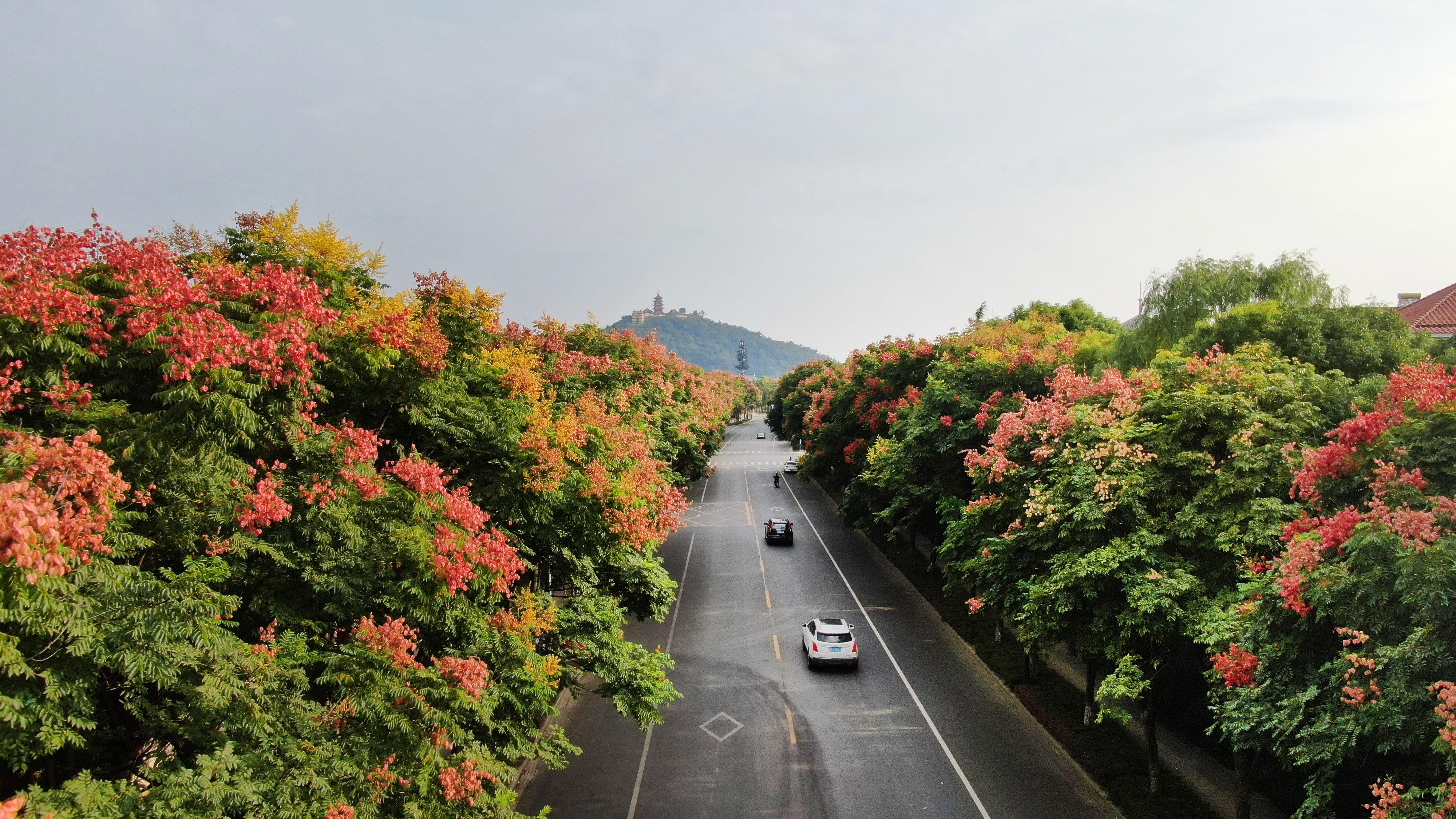 人机航拍的紫琅路和南通狼山国家森林公园一处栾树大道两侧的美丽景色