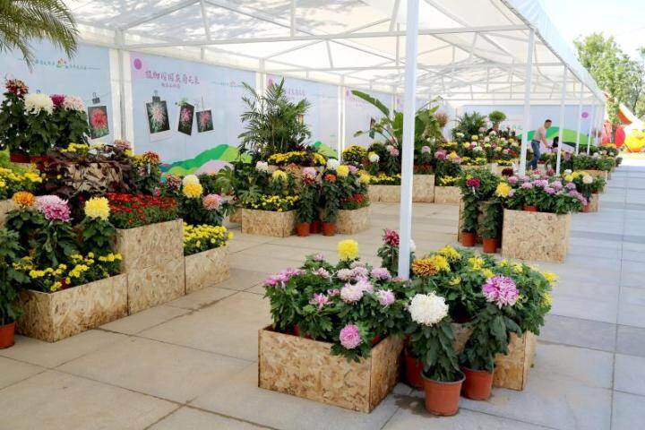 国庆中秋假期 来一场赏菊之旅 这里有场菊展等你来打卡