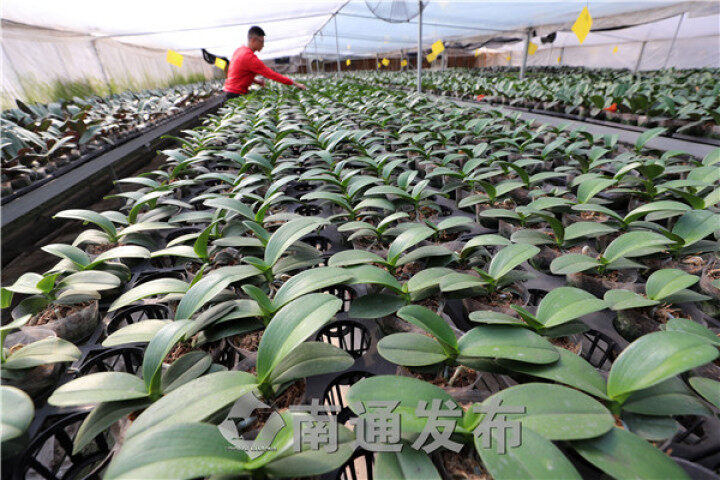 蝴蝶兰花开国道村