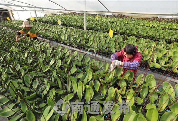 蝴蝶兰花开国道村