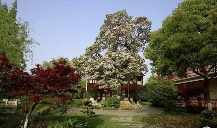 百年树木重获新生,为爱守候代代相传——古楸树种移植入南通市实验