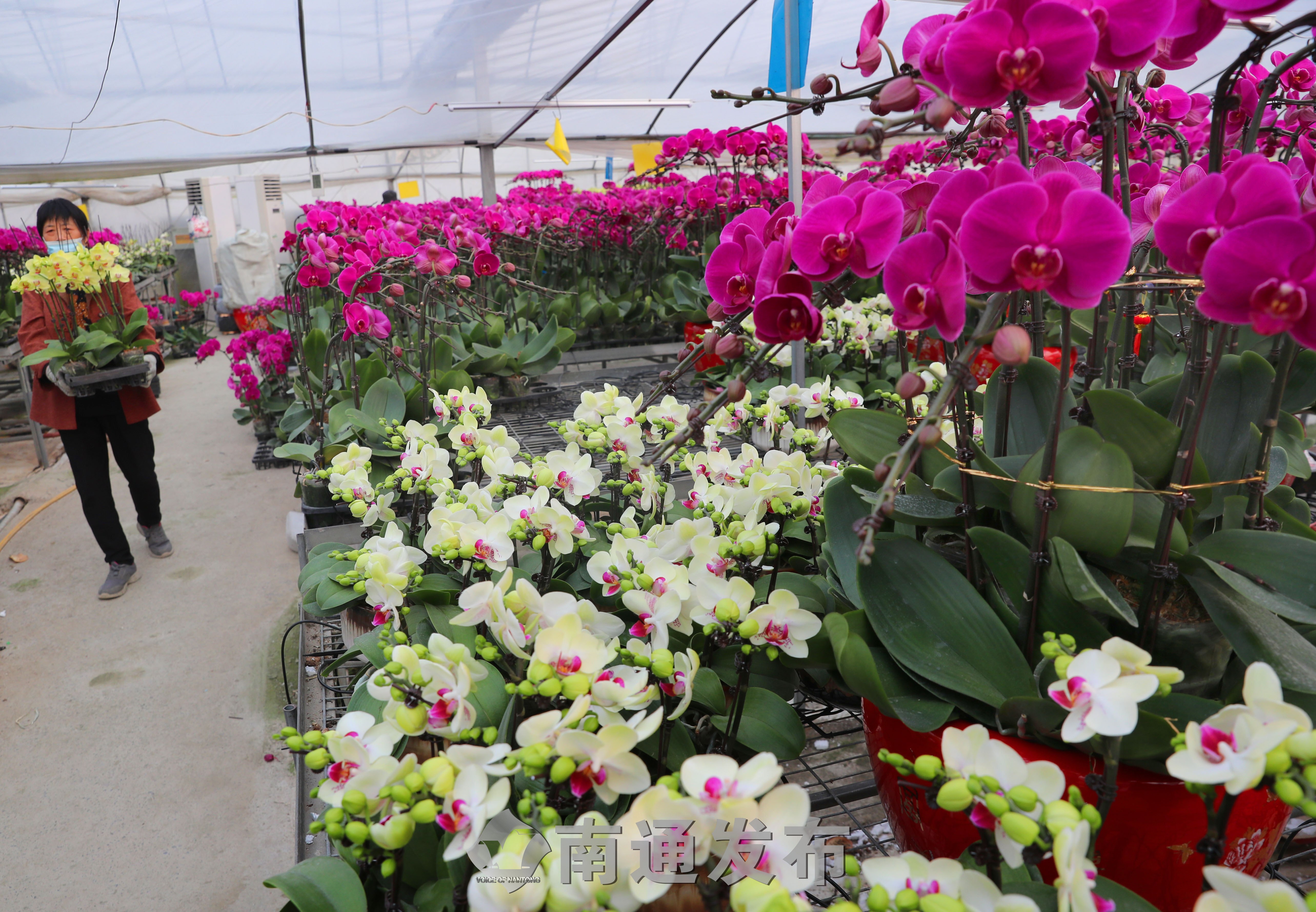 蝴蝶兰的家庭养护 听听农艺师怎么说 蝴蝶兰的家庭养护 听听农艺师怎么说