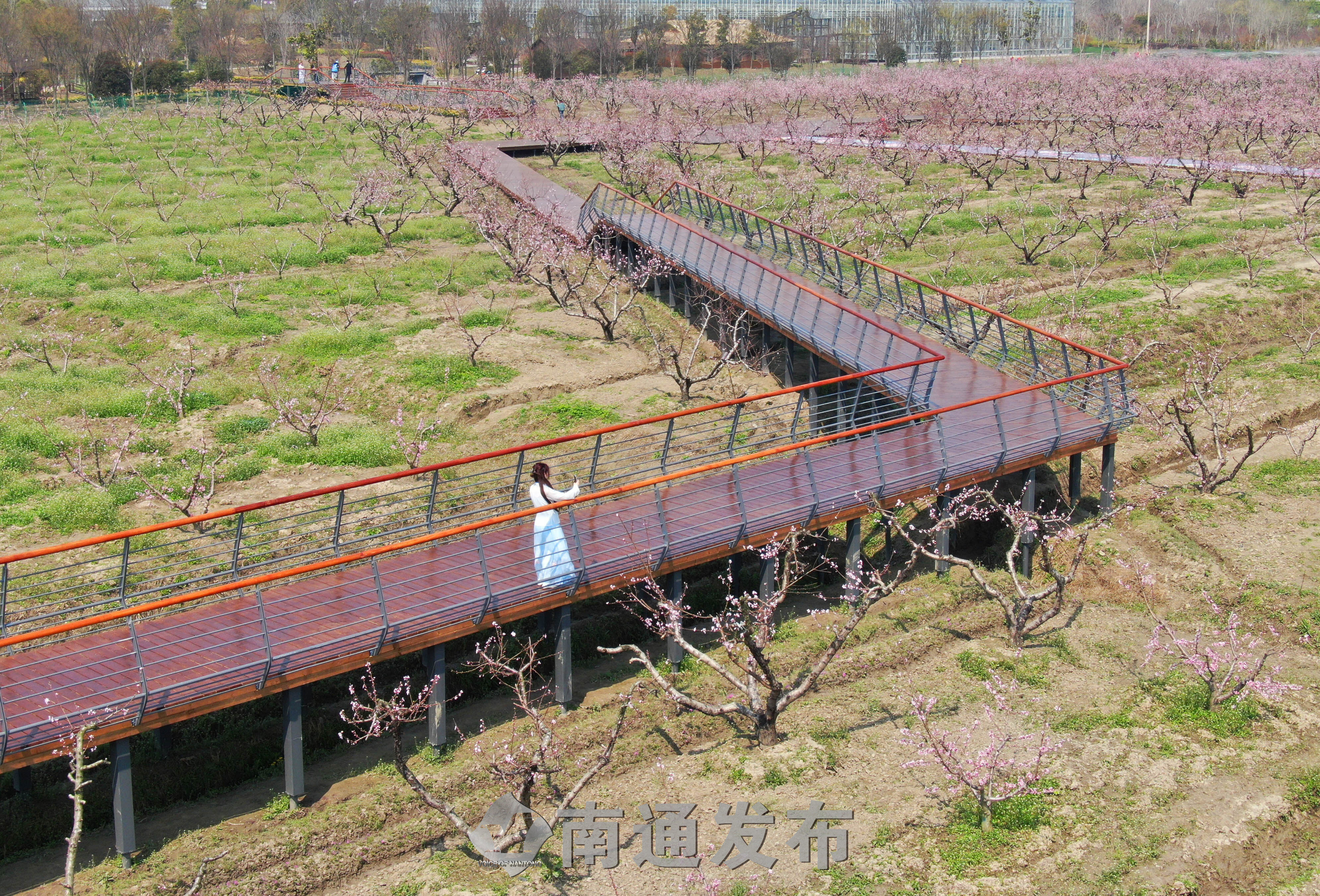 南通都市农业公园桃花盛开|南通发布