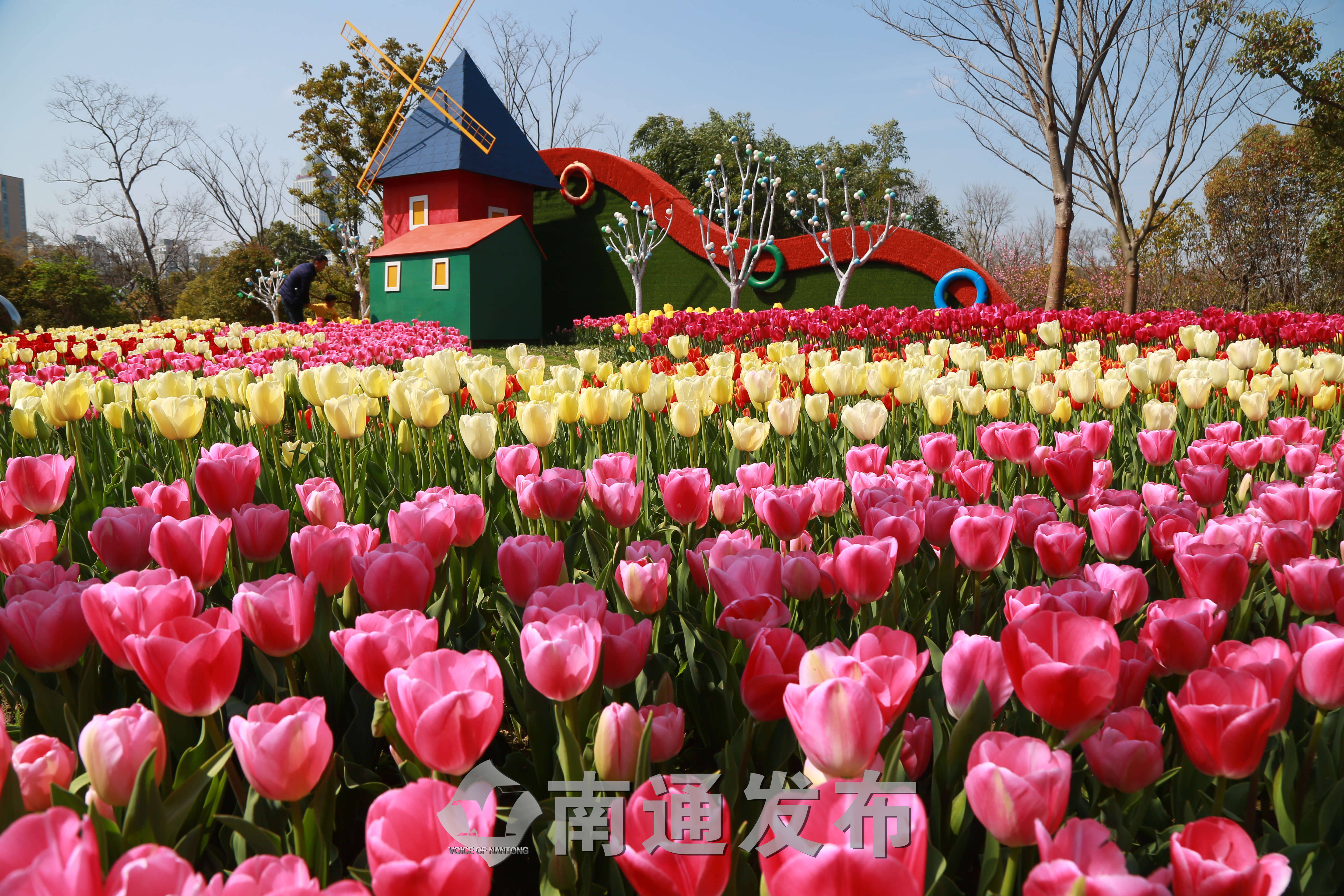 啬园郁金香盛放,快来打卡!|南通发布