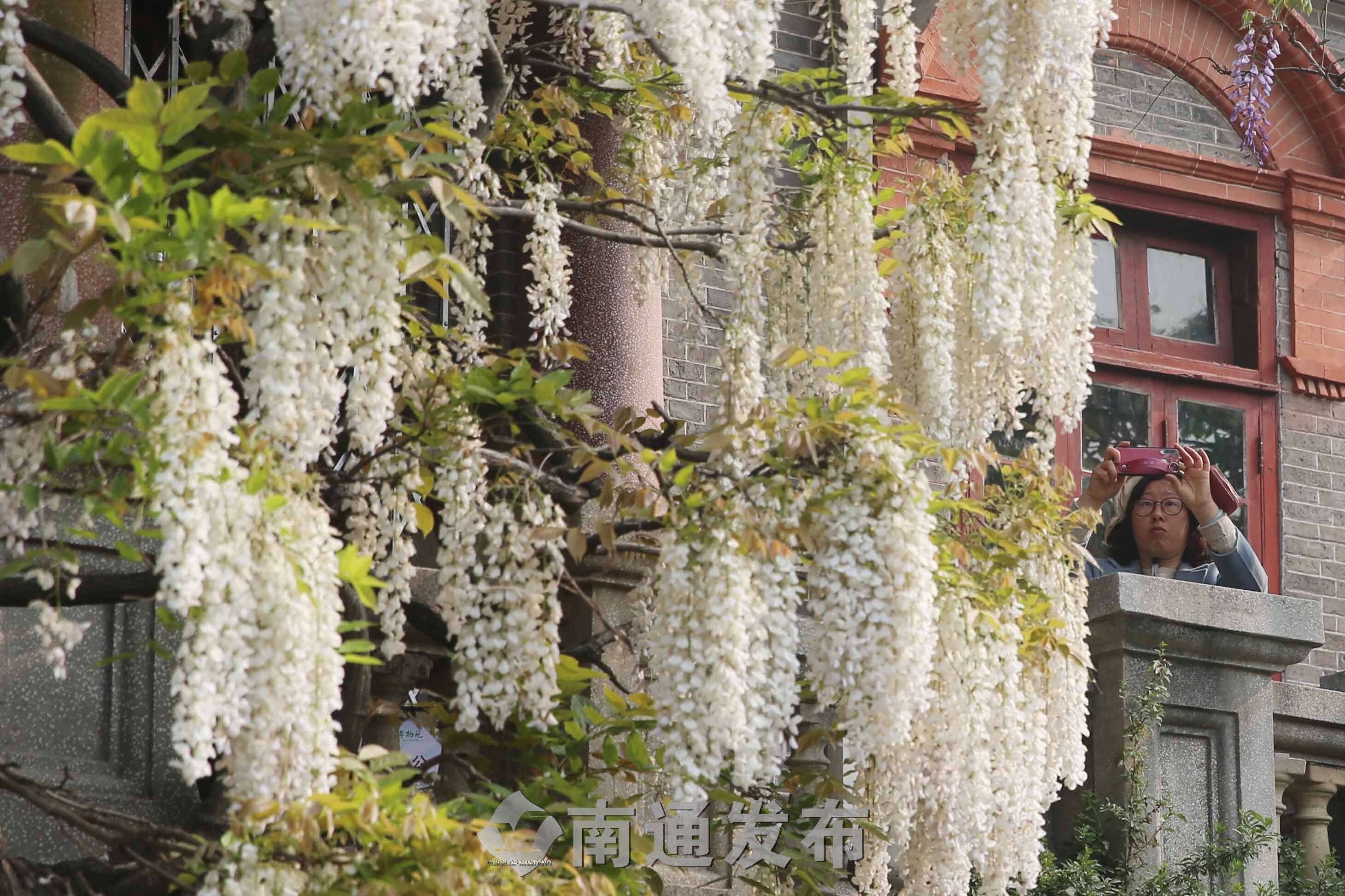 美不胜收!南通博物苑百年紫藤进入盛开期|南通发布