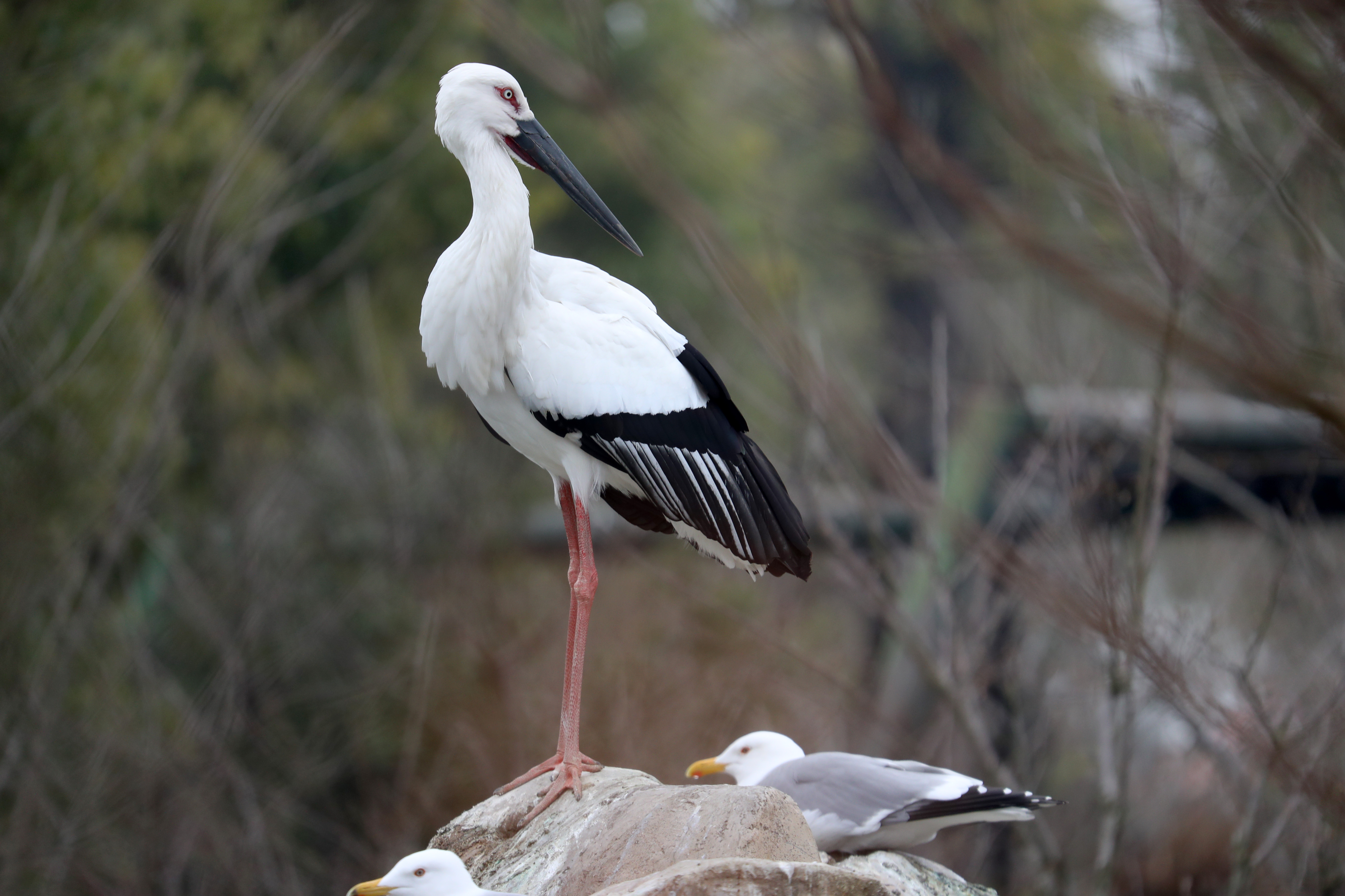 南通森林野生动物园将建立"爱的过渡区" 成全东方白鹳"爱情鸟"|南通