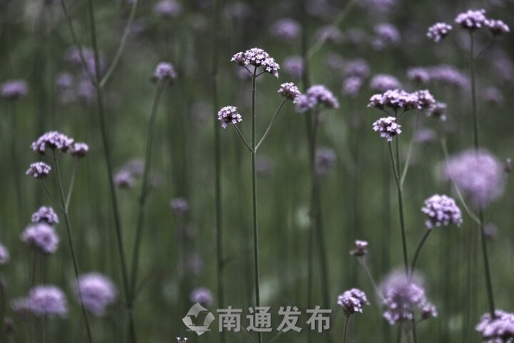 约会马鞭草花分享紫色浪漫