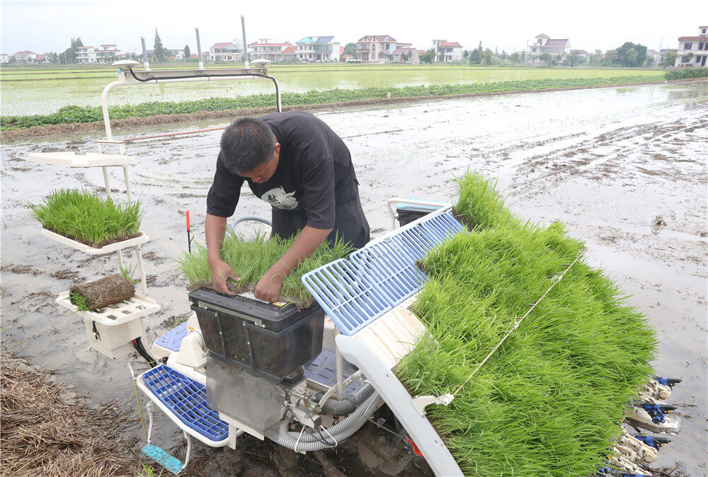 搭载北斗导航驾驶系统 无人驾驶插秧机下田插秧 |南通发布