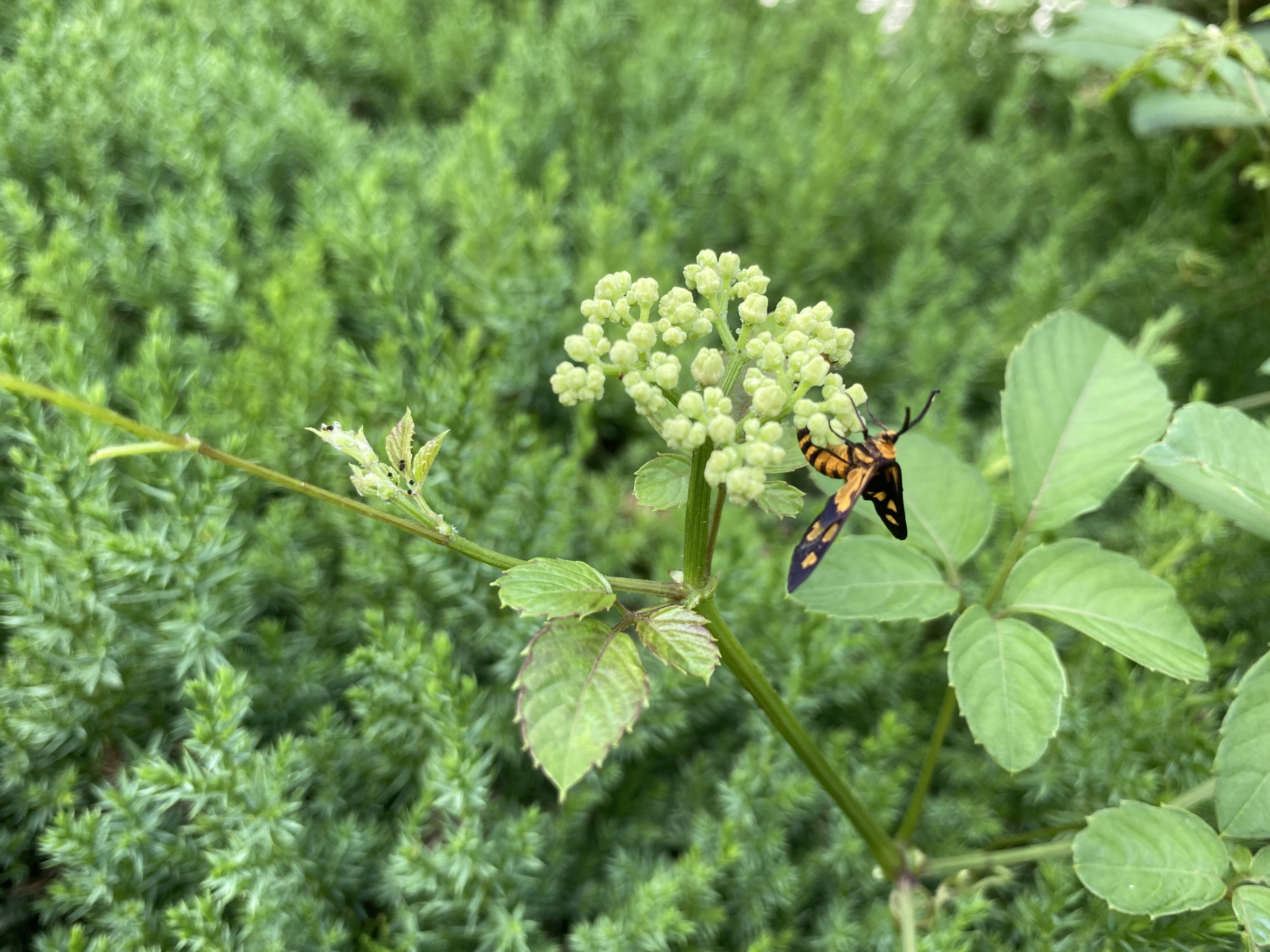 盛夏时节,路边乌蔹莓盛放|南通发布