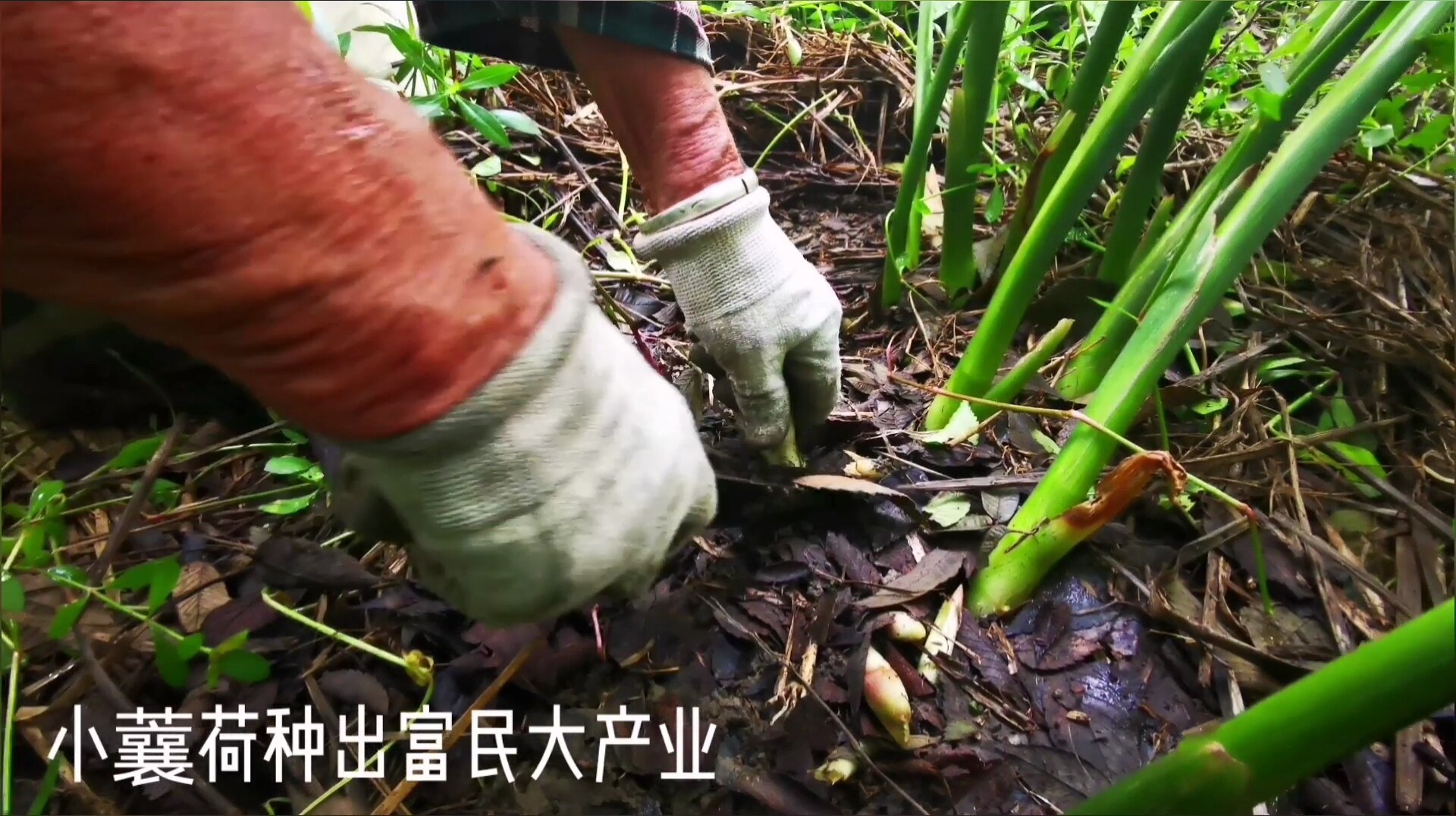 小蘘荷种出富民大产业 绿色农产品 如东蘘荷 采收了