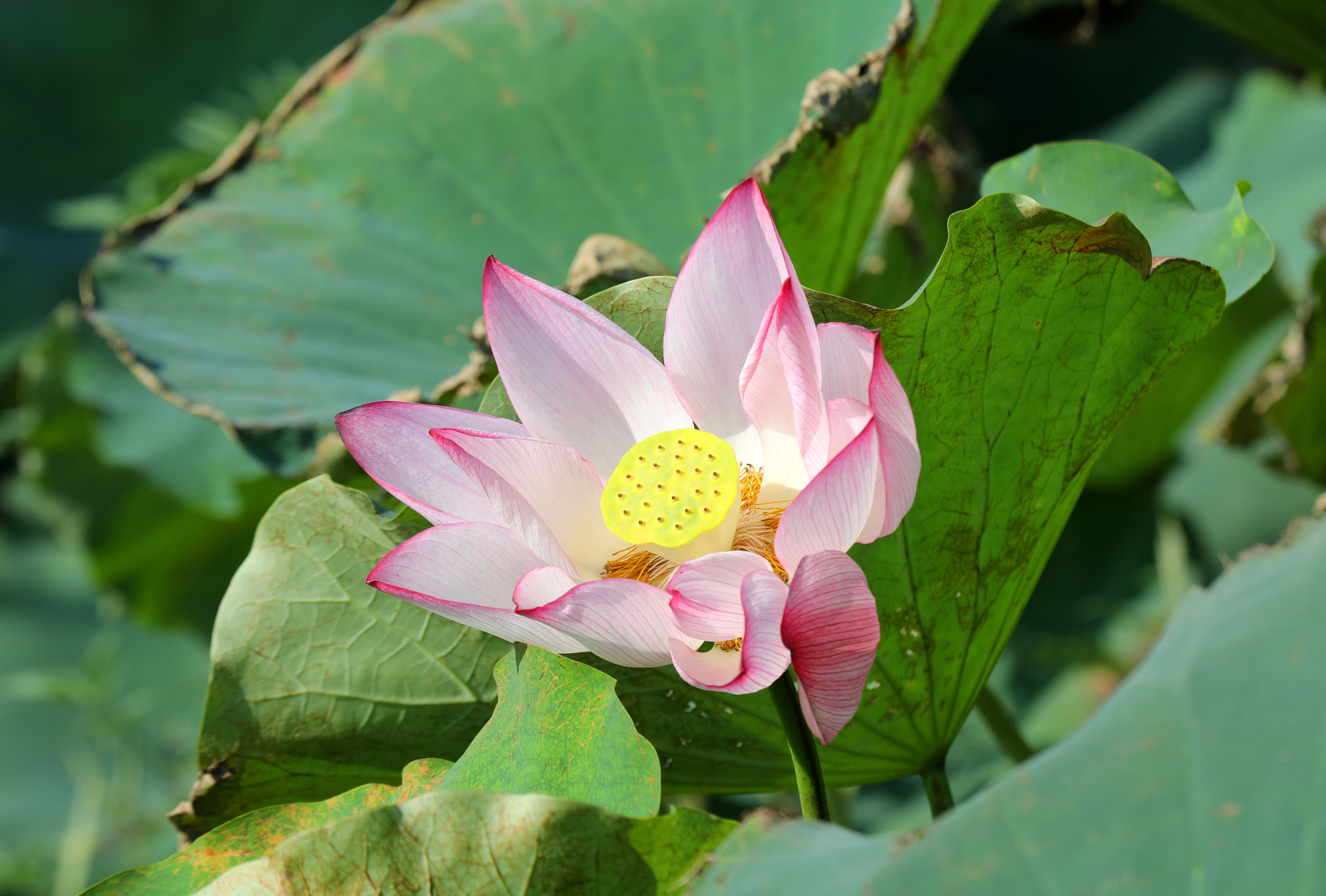 盛夏荷塘多姿多彩|南通发布