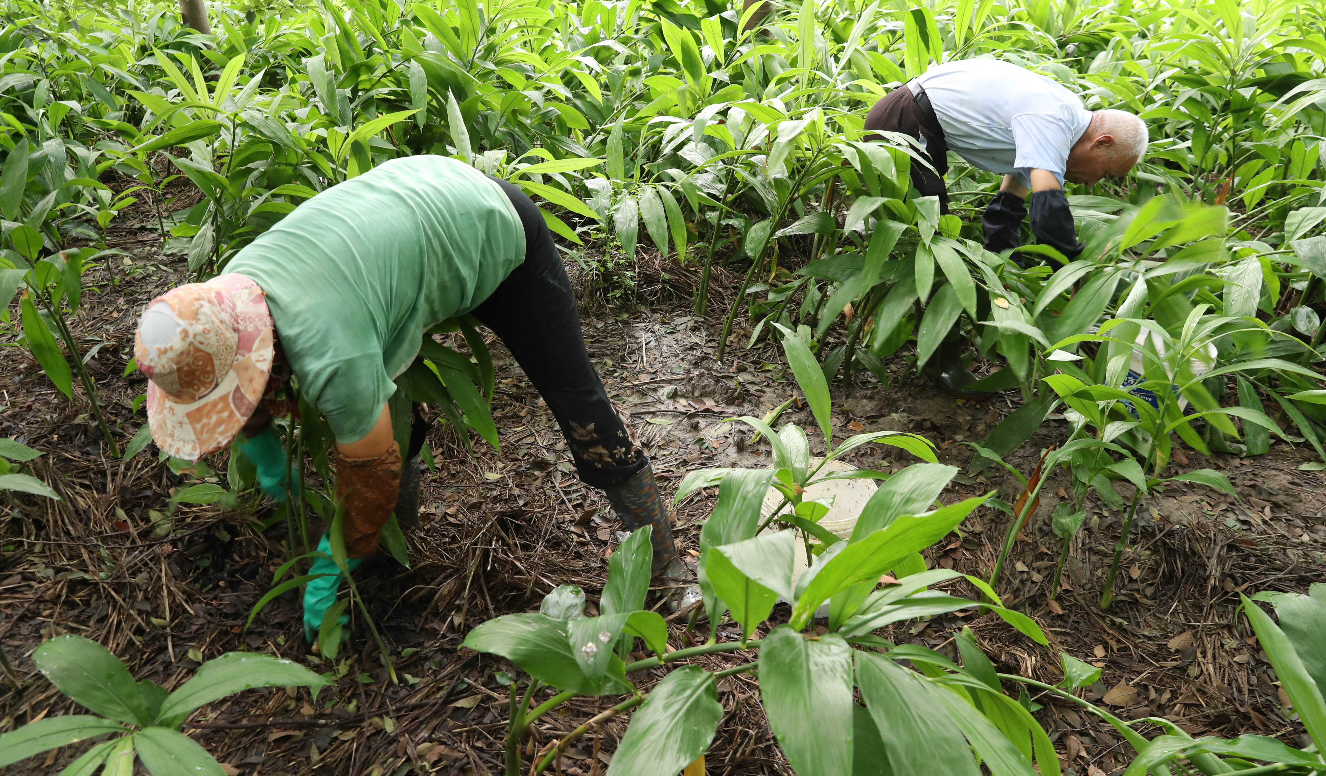 小蘘荷种出富民大产业 绿色农产品 如东蘘荷 采收了