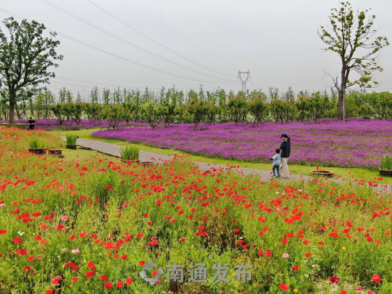 火红虞美人紫色鸢尾花粉色千鸟花南通都市农业公园的花海等你打卡南通