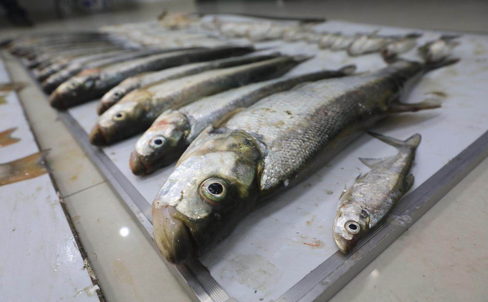 查获渔获物164尾共222斤长航南通警方深夜捣毁非法电捕鱼团伙南通发布