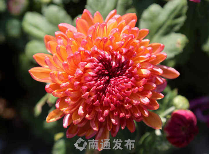 赏菊在金秋这处花海值得一去