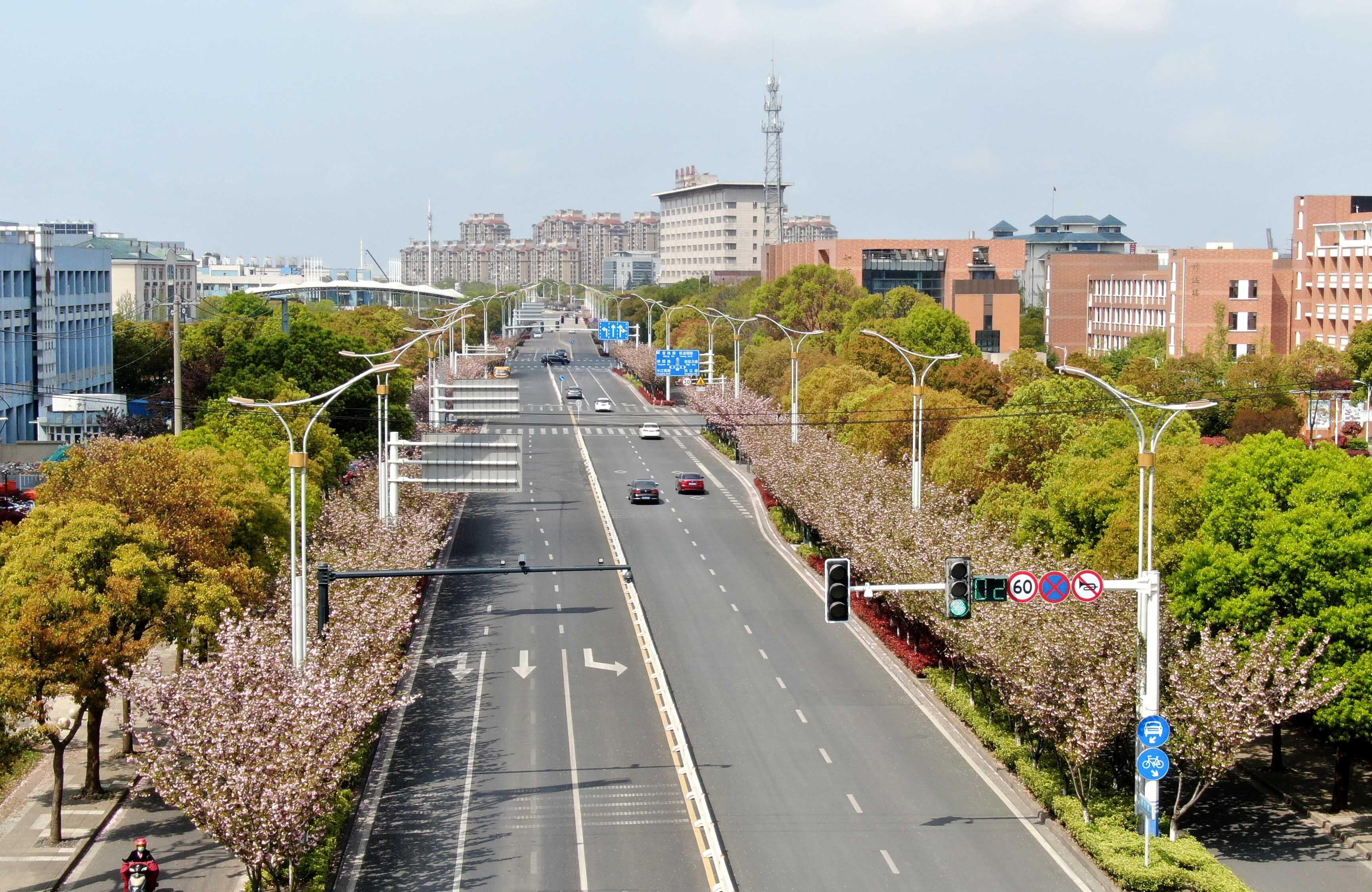 崇川路樱花盛开迎来最美时刻南通发布