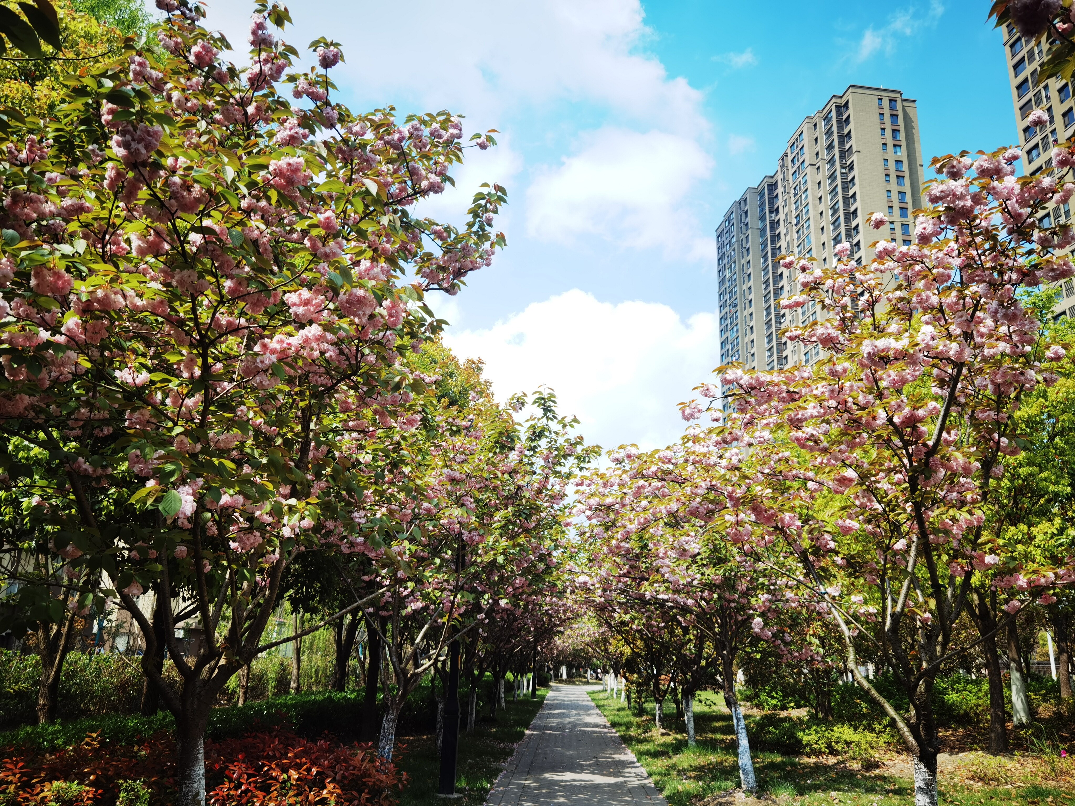 虹桥北村前小游园的樱花道