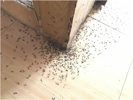 白蚁蛀蚀木质墙板