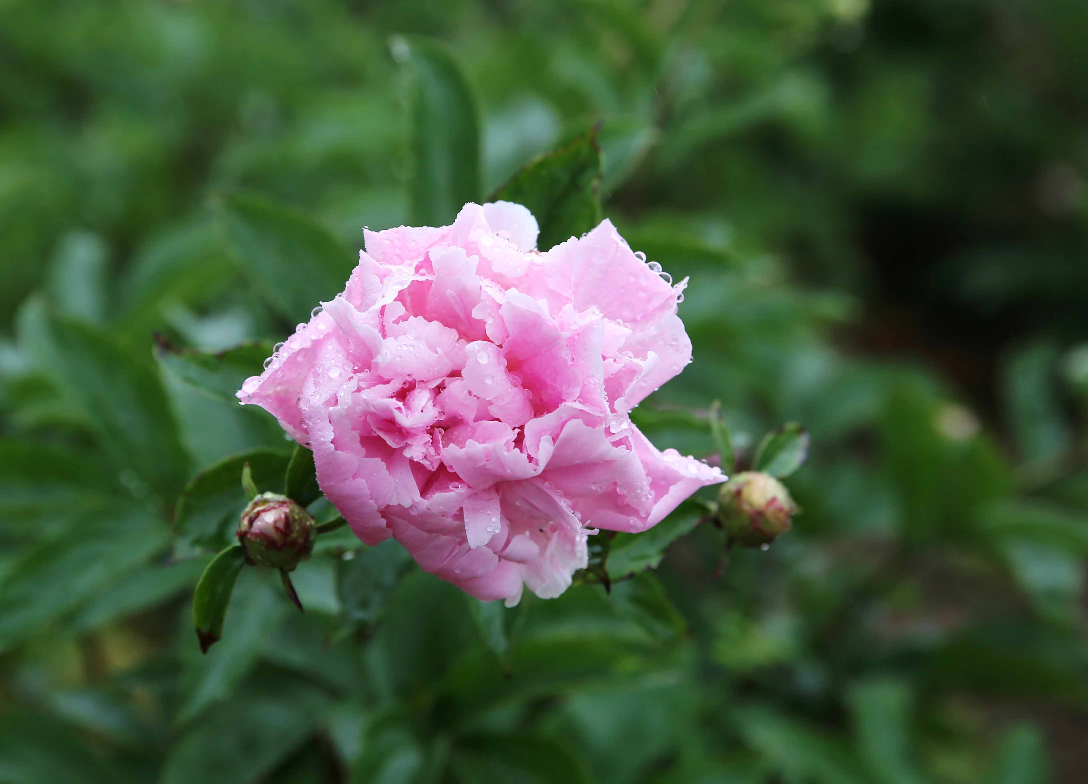游客雨中赏芍药 扬州芍药园"五一"期间盛开|南通发布