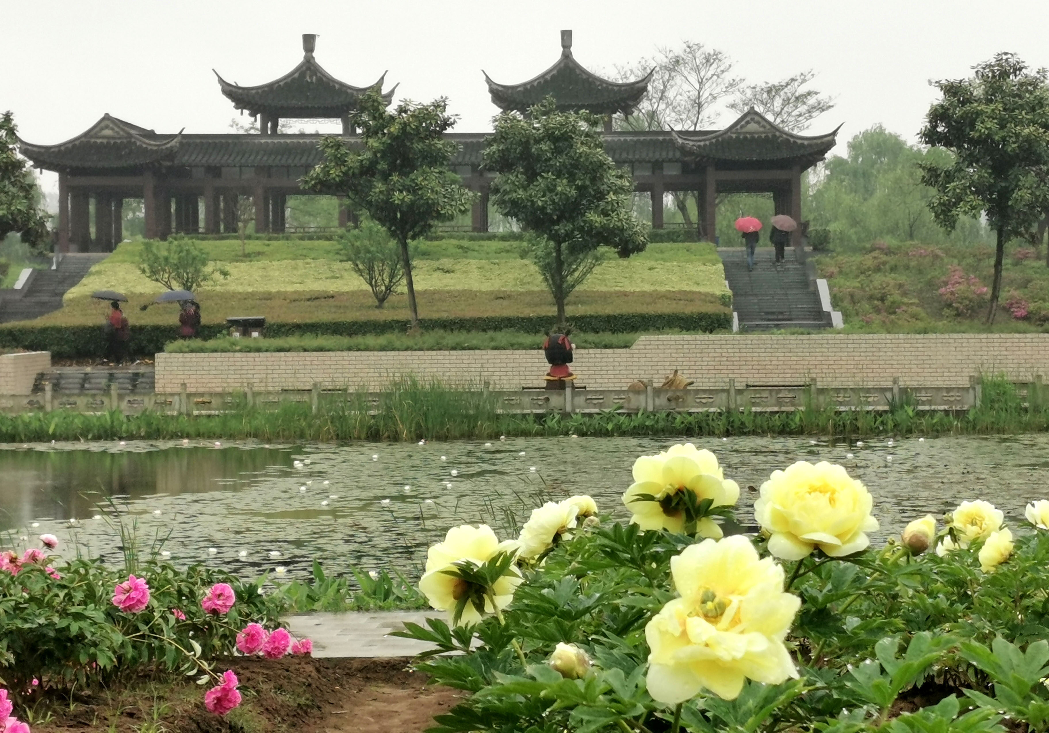 游客雨中赏芍药 扬州芍药园"五一"期间盛开|南通发布
