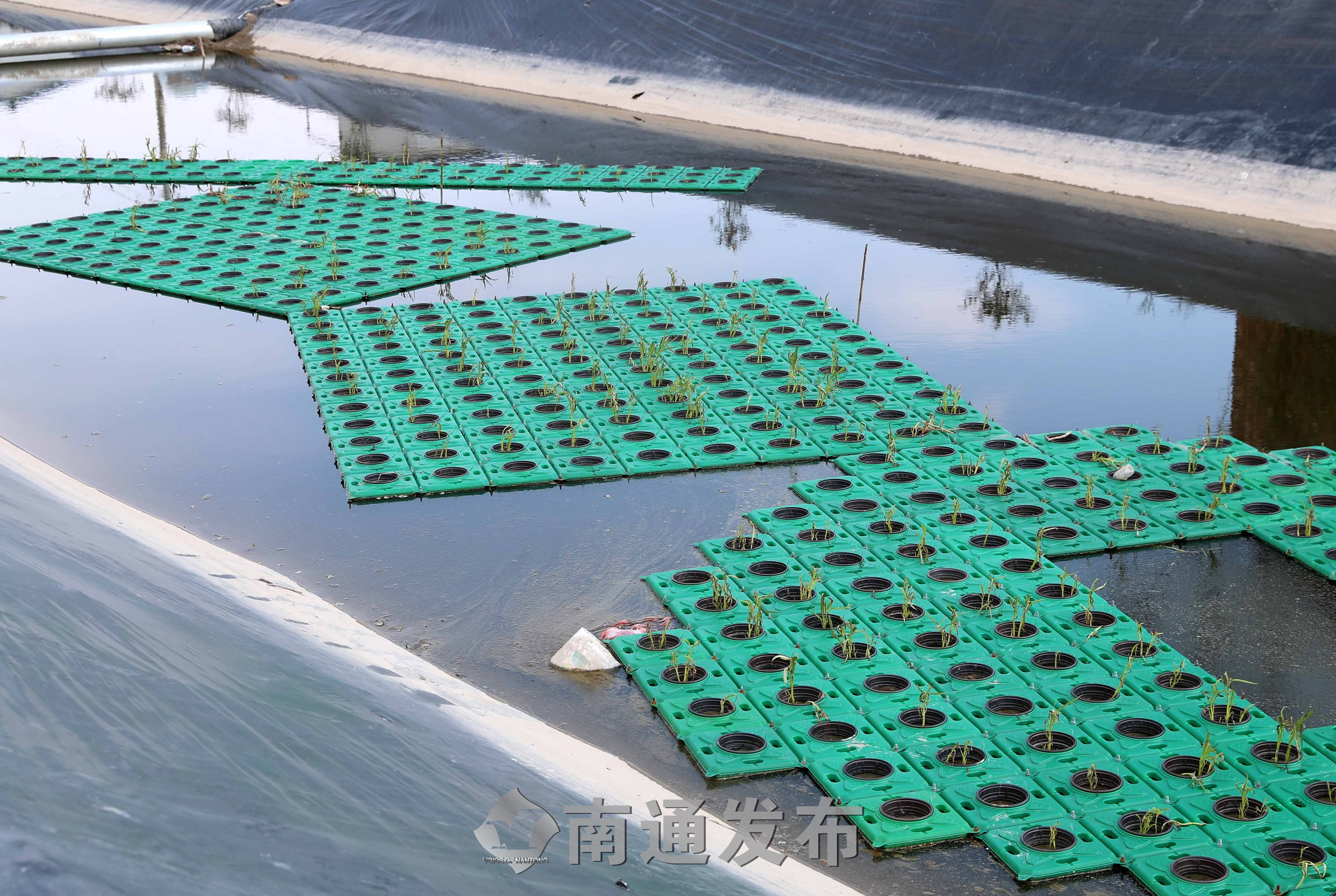 航拍如东县丰利镇光荣村河道虾棚构建小棚虾养殖尾水三池两坝模式南通