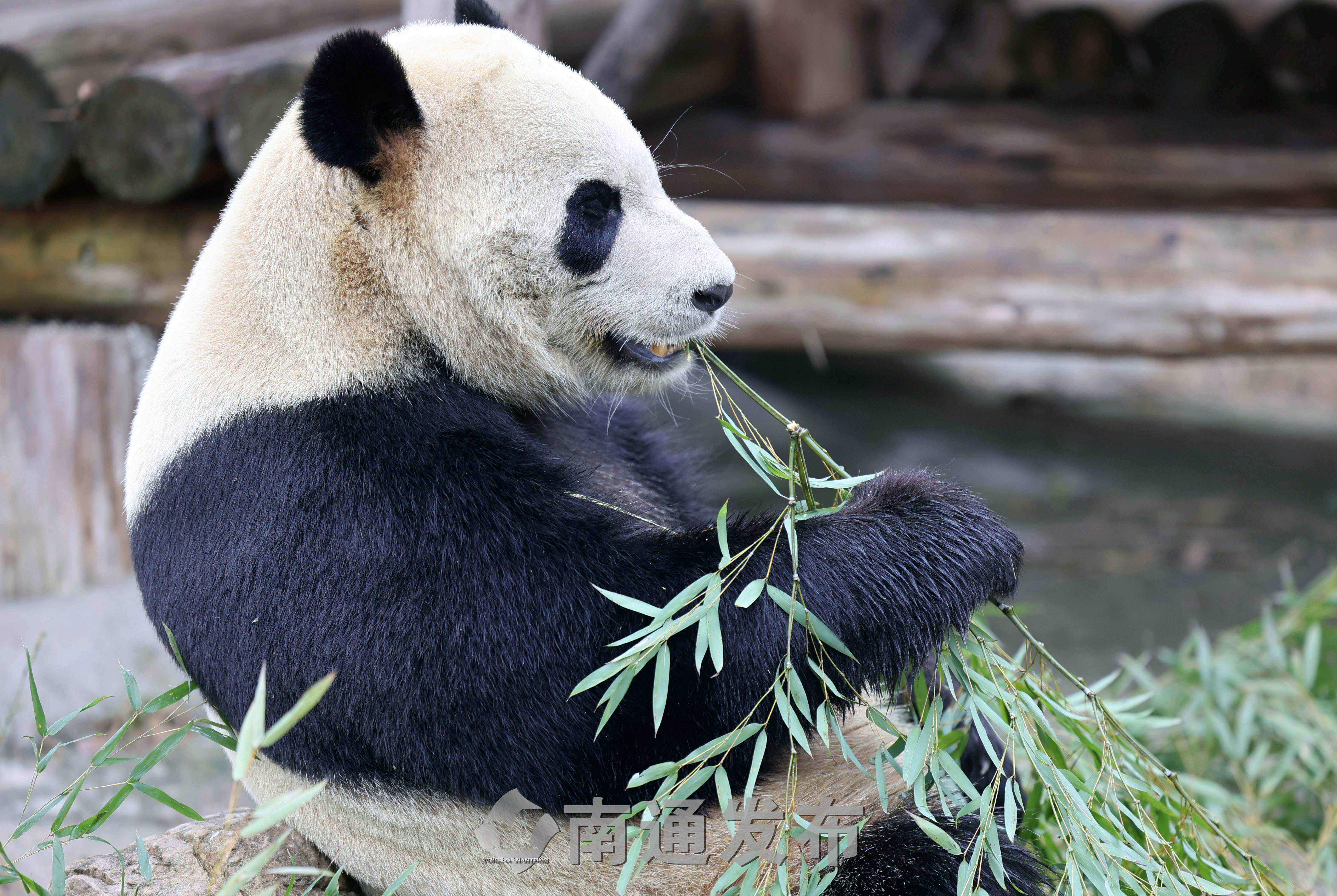 喜冷怕热的国宝大熊猫不畏冬天