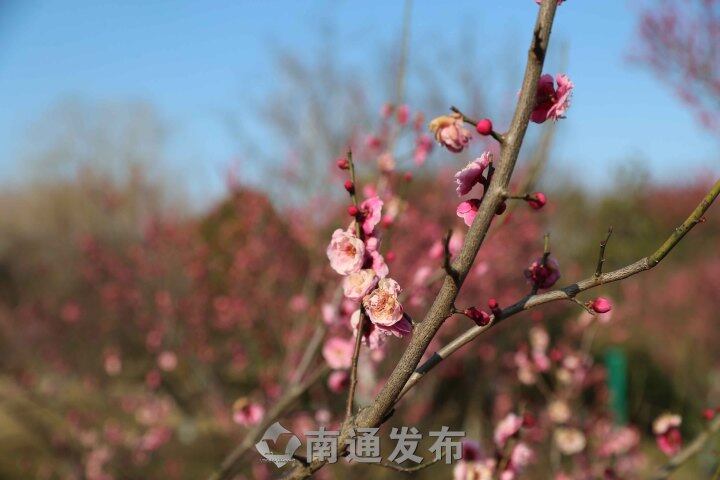啬园梅花盛开 正是赏梅最佳时节