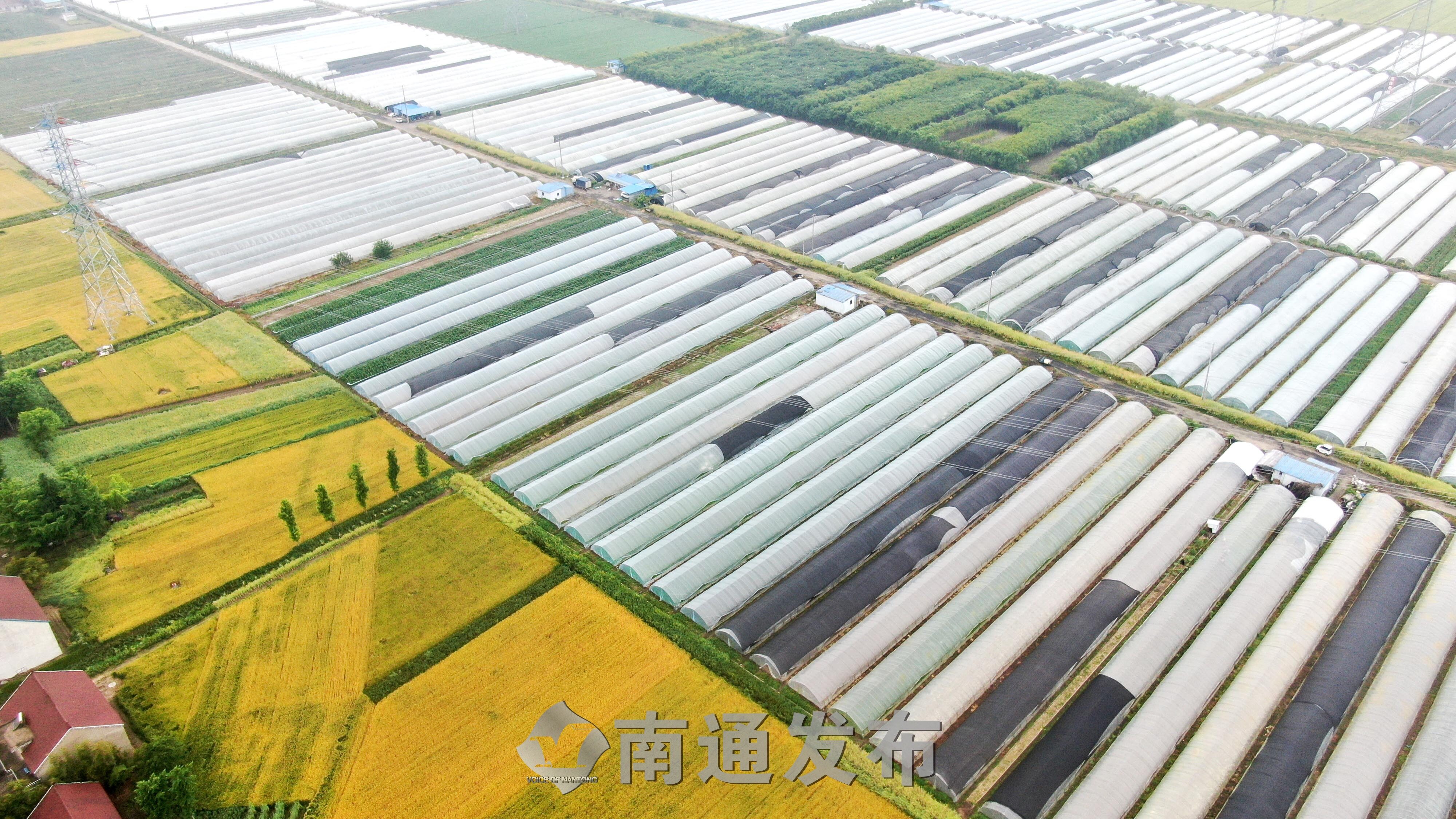 生机盎然的新农村画卷丨航拍如皋市搬经镇加马社区千亩大棚南通发布