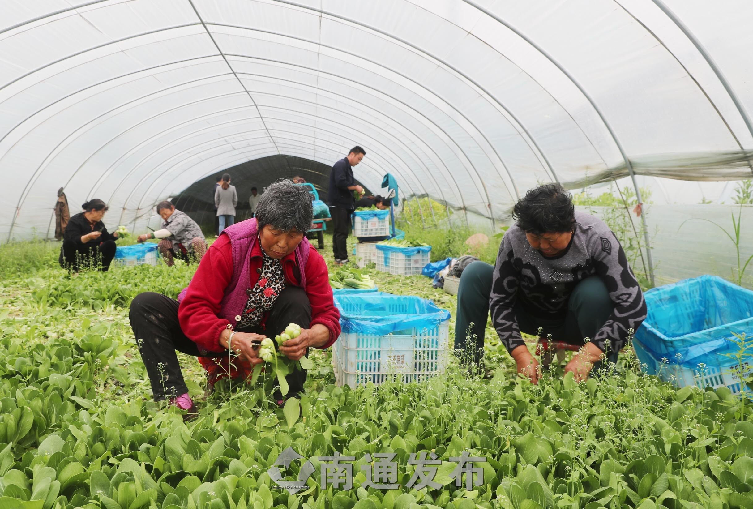 生机盎然的新农村画卷丨航拍如皋市搬经镇加马社区千亩大棚南通发布