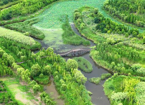 城市森林景观形成老洪港湿地退产复绿生态修复见成效南通发布