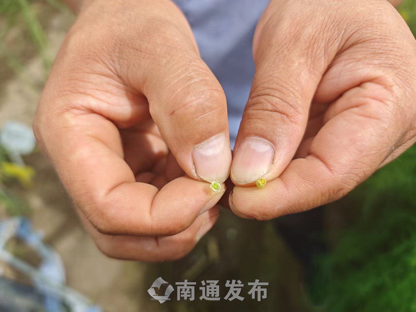 芦笋的雌雄花