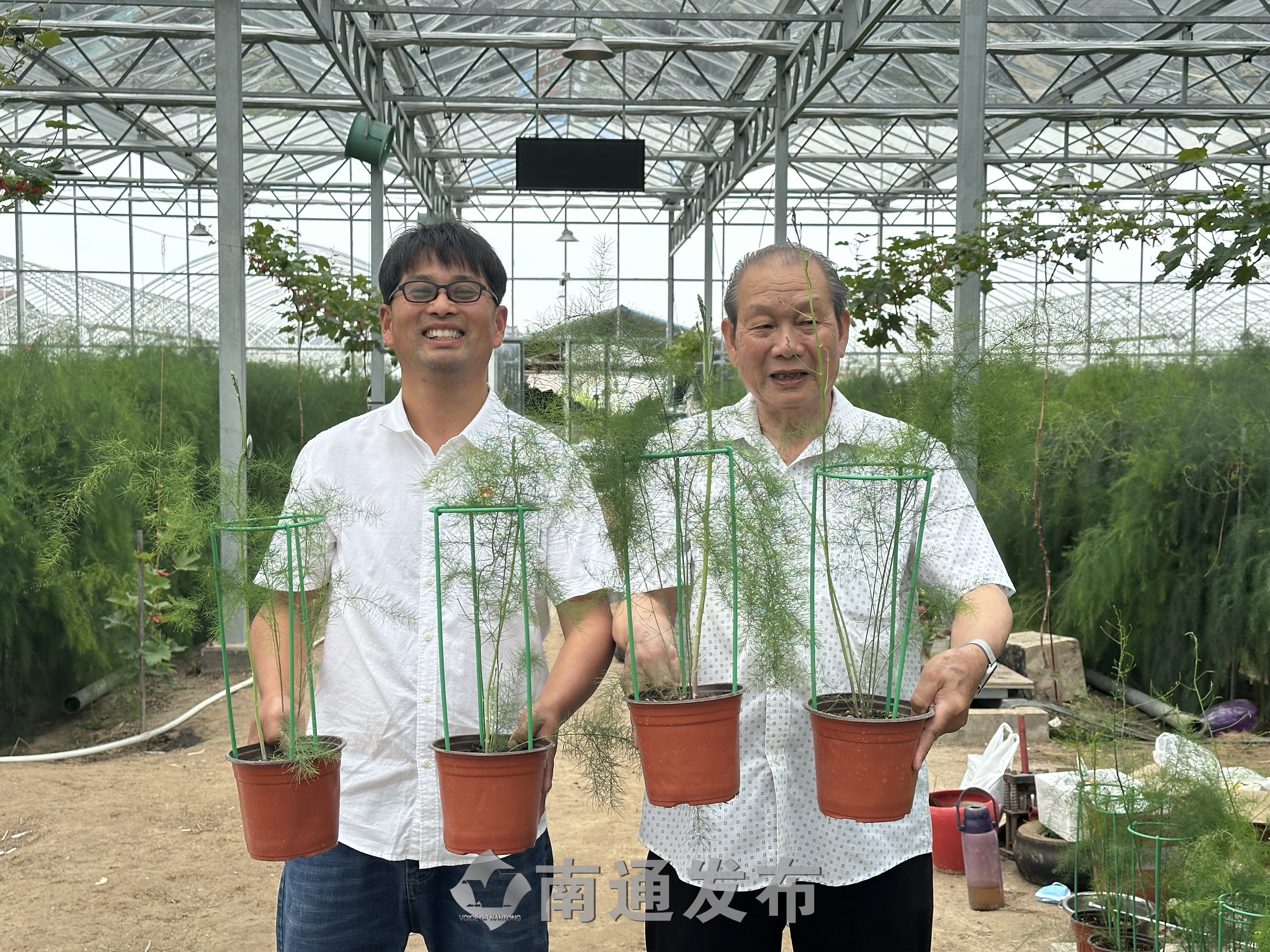 姜朝晖和叶劲松拿着培育出的芦笋“超雄株”