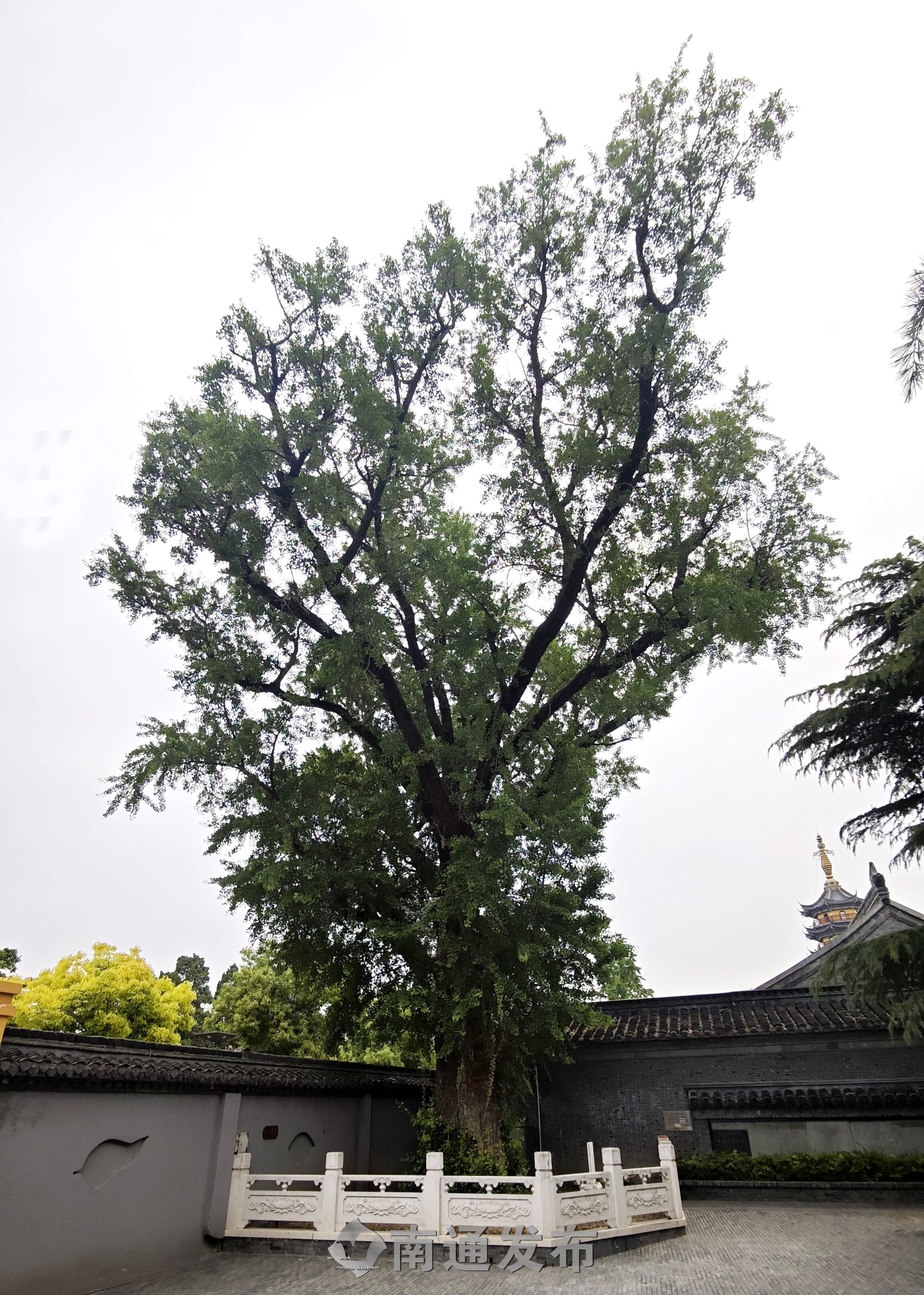 如城街道定慧寺的古银杏树，树龄1000余年。