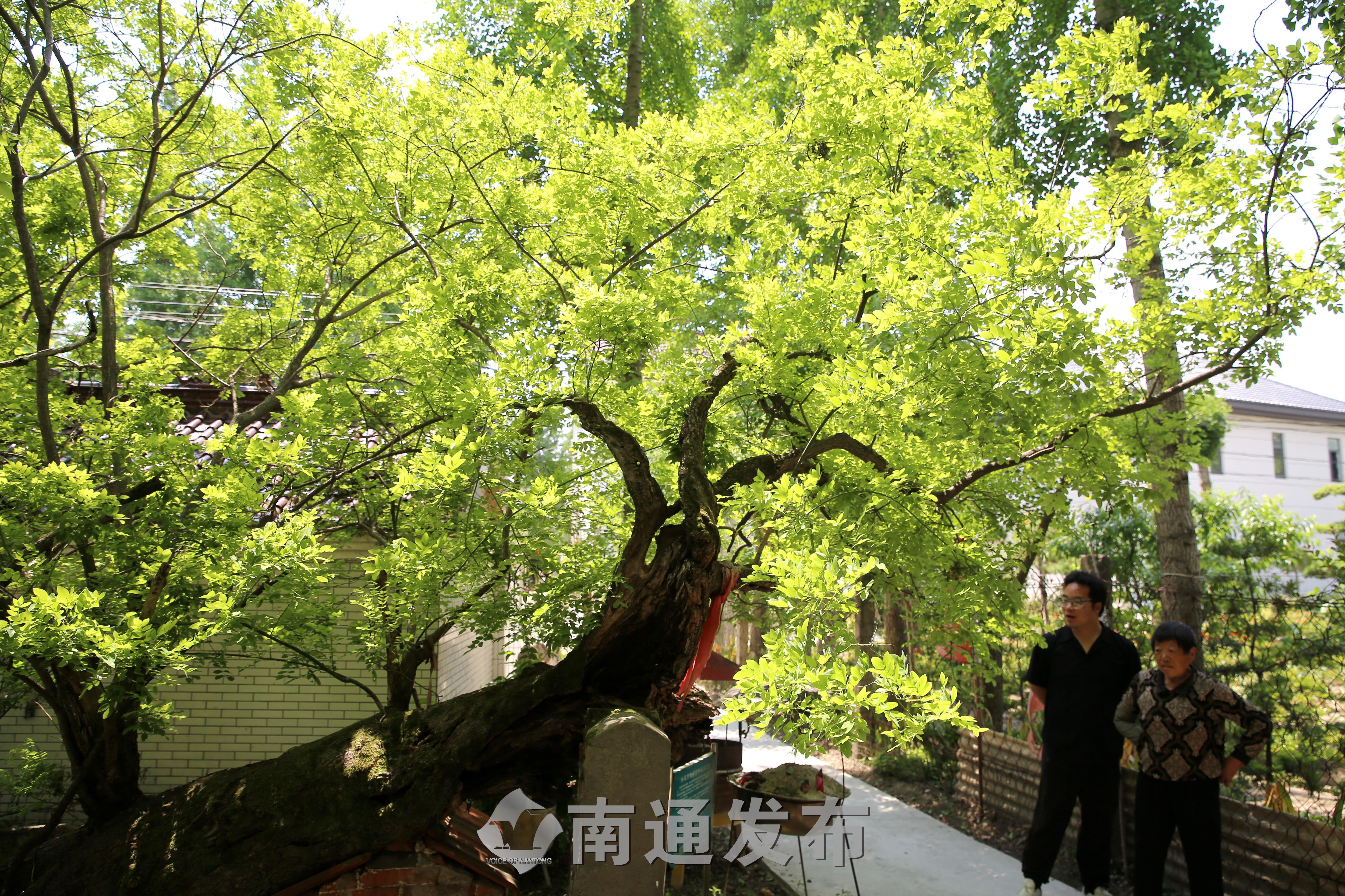 搬经镇加力社区的国槐，树龄1200余年。