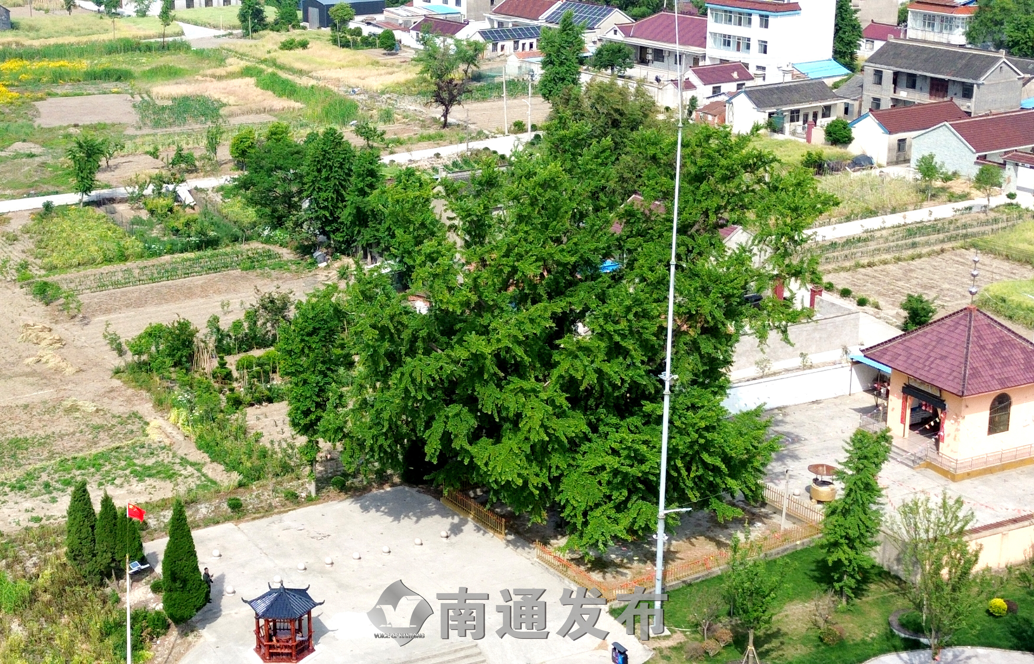 搬经镇卢庄村的古银杏树，树龄1500余年。