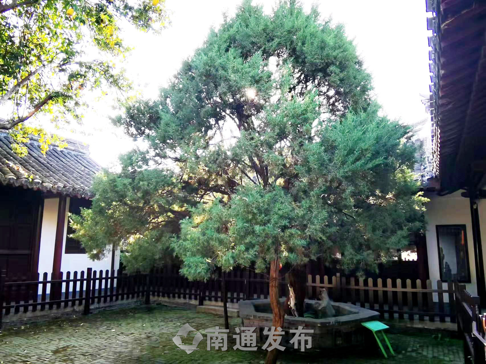 如城街道水绘园的圆柏，树龄1000余年。